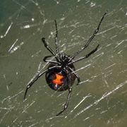 Black Widow