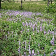 Kitty Todd State Nature Preserve