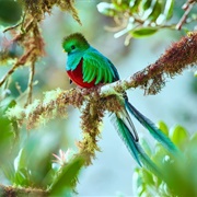 Sierra De Las Minas Biosphere Reserve, Guatemala