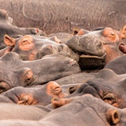 A Bloat of Hippopotami