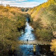 Nidd Gorge