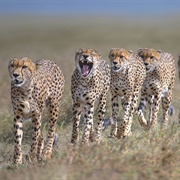 A Coalition of Cheetah