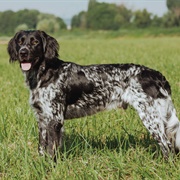 Groom a Munsterlander