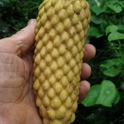 Annona Conica