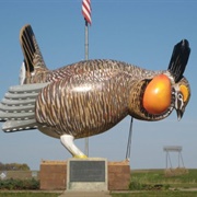 World's Largest Prairie Chicken