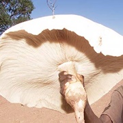 Chi-Ngulu-Ngulu (Termitomyces Titanicus)