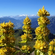 Great Yellow Gentian