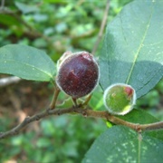 Sweet Sandpaper Fig (Ficus Opposita)