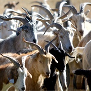 A Tribe of Goats