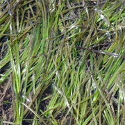 Karepō (Zostera Novazelandica)