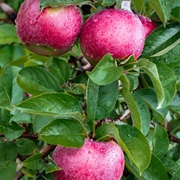 Macoun Apples