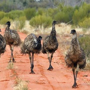 A Mob of Emu