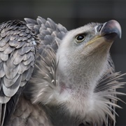 Ruppell's Vulture