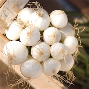 Tonda Onions