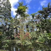 Hawai'i Tropical Botanical Garden