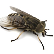 Housefly Bites