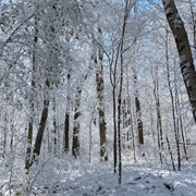 Baker Woods State Nature Preserve