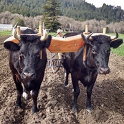 A Yoke of Oxen