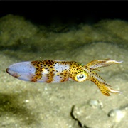 Two-Toned Pygmy Squid