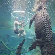 Dive With Crocodiles