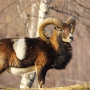 Mouflon