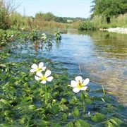 River Ver, Hertfordshire, England