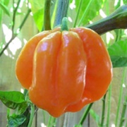 Roatán Pumpkin Habanero