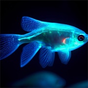 Bioluminescence: A Bright and Shiny Fish