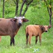 Forest Buffalo