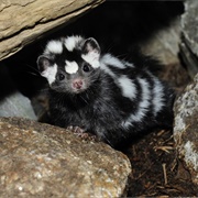 Spotted Skunk