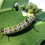 Monarch Caterpillar