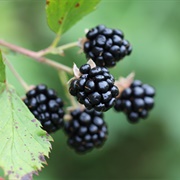 Pennsylvania Blackberry (Rubus Pensilvanicus)