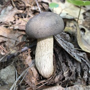 Gray Bolete (Retiboletus Griseus)