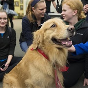 Therapy Dogs for School