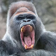 Gorilla