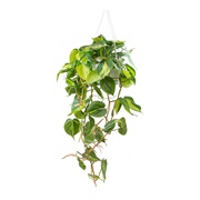 Philodendron Scandens Brasil