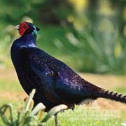 Melanistic Mutant Pheasant