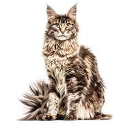 Groom a Maine Coon