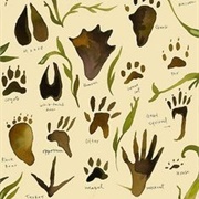 Animal Tracks