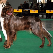 Groom a Picardy Spaniel