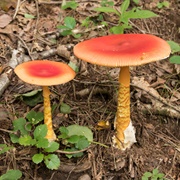 Half-Dyed Slender Caesar (Amanita Hemibapha)
