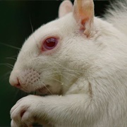 See an Albino Animal