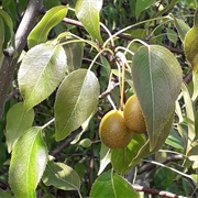 Dusky Pear (Pyrus Phaeocarpa)