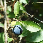 Allegheny Plum (Prunus Alleghaniensis)