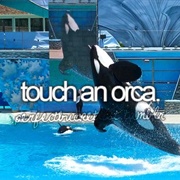 Touch an Orca