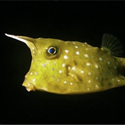 Cowfish