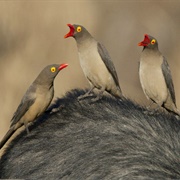 A Fling of Oxpeckers