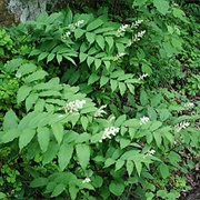 Treacleberry (Maianthemum Racemosum)