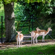 Dierenpark Van Huizingendomein