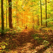 Hueston Woods State Nature Preserve